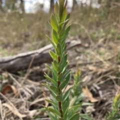 Styphelia triflora (Five-corners) at Watson, ACT - 20 Apr 2023 by waltraud