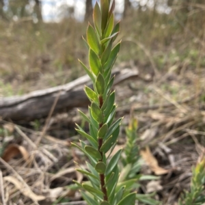 Styphelia triflora at Watson, ACT - 21 Apr 2023
