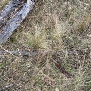 Nassella trichotoma at Hackett, ACT - 23 Apr 2023 03:43 PM