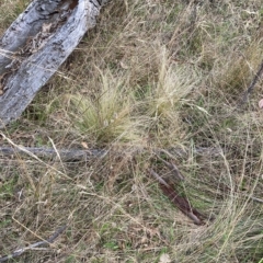 Nassella trichotoma (Serrated Tussock) at Hackett, ACT - 23 Apr 2023 by waltraud