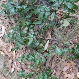 Berberis aquifolium at Kambah, ACT - 20 Apr 2023