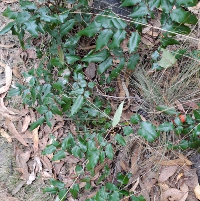 Berberis aquifolium (Oregon Grape) at Mount Taylor - 19 Apr 2023 by LPadg