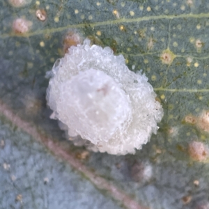 Glycaspis sp. (genus) at Casey, ACT - 23 Apr 2023