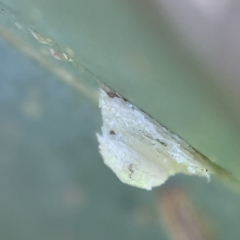 Glycaspis sp. (genus) at Casey, ACT - 23 Apr 2023 07:07 PM