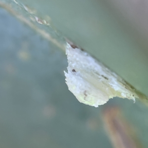 Glycaspis sp. (genus) at Casey, ACT - 23 Apr 2023 07:07 PM