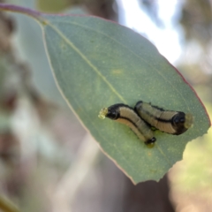 Paropsisterna cloelia (Eucalyptus variegated beetle) at Casey, ACT - 22 Apr 2023 by Hejor1