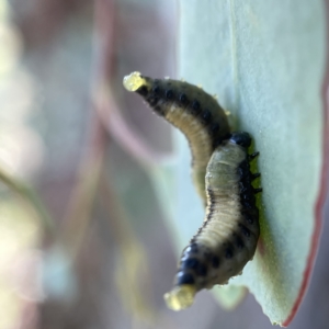 Paropsisterna cloelia at Casey, ACT - 23 Apr 2023 09:02 AM