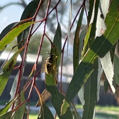 Vespula germanica (European wasp) at Casey, ACT - 23 Apr 2023 by Hejor1