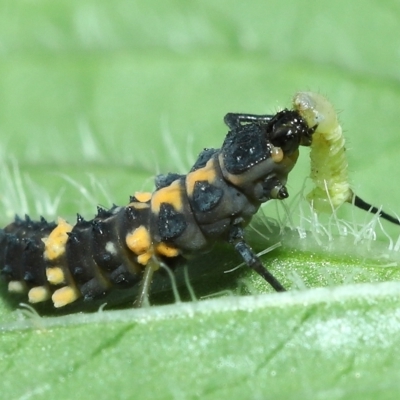 Harmonia conformis (Common Spotted Ladybird) at Wellington Point, QLD - 20 Apr 2023 by TimL