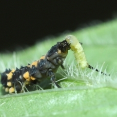 Coelophora inaequalis at Wellington Point, QLD - suppressed