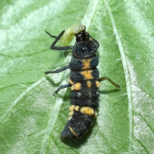 Coelophora inaequalis at Wellington Point, QLD - suppressed