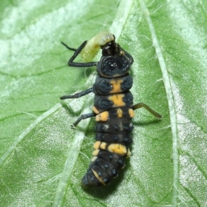 Harmonia conformis at Wellington Point, QLD - suppressed