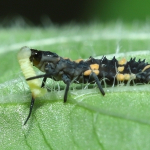 Harmonia conformis at Wellington Point, QLD - suppressed