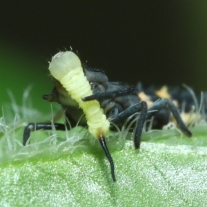 Harmonia conformis at Wellington Point, QLD - suppressed