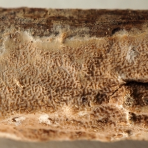 Ceraceomyces eludens at Kaleen, ACT - 21 Aug 2022 10:51 AM