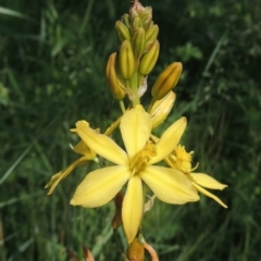 Bulbine bulbosa (Golden Lily) at Conder, ACT - 4 Nov 2022 by michaelb