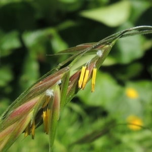 Bromus catharticus at Conder, ACT - 5 Nov 2022