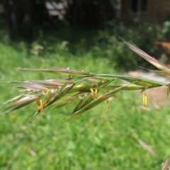 Bromus catharticus at Conder, ACT - 5 Nov 2022