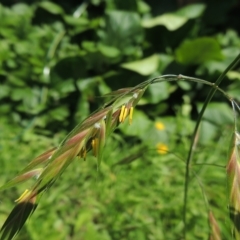 Bromus catharticus at Conder, ACT - 5 Nov 2022 10:01 PM