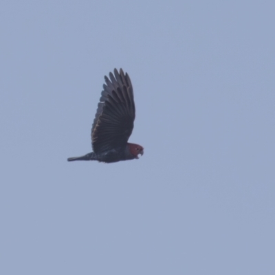 Callocephalon fimbriatum (Gang-gang Cockatoo) at Tennent, ACT - 23 Apr 2023 by rawshorty