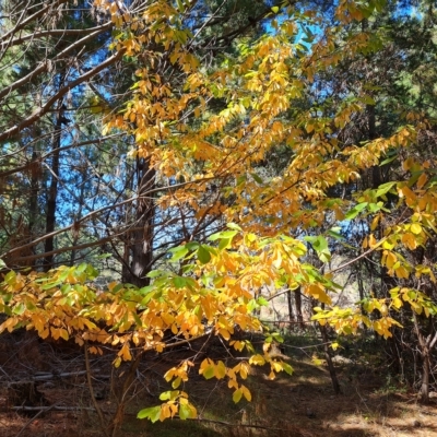 Prunus serotina (Black Cherry) at Isaacs Ridge and Nearby - 24 Apr 2023 by Mike