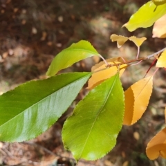 Prunus serotina at Isaacs, ACT - 24 Apr 2023 12:35 PM