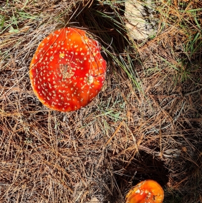Amanita muscaria (Fly Agaric) at Isaacs Ridge and Nearby - 24 Apr 2023 by Mike