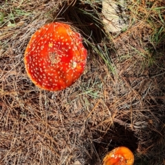 Amanita muscaria (Fly Agaric) at Isaacs, ACT - 24 Apr 2023 by Mike