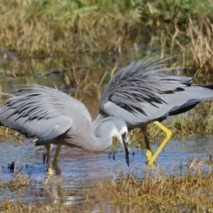 Egretta novaehollandiae (White-faced Heron) at Fyshwick, ACT - 24 Apr 2023 by JimL