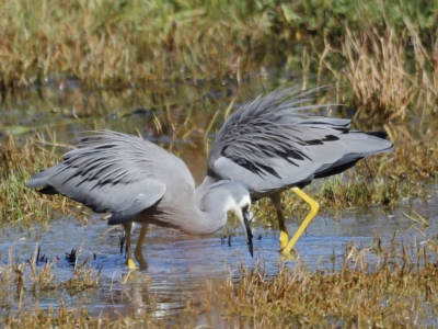 Egretta novaehollandiae (White-faced Heron) at Fyshwick, ACT - 24 Apr 2023 by JimL