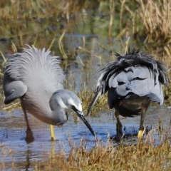 Egretta novaehollandiae at Fyshwick, ACT - 24 Apr 2023