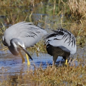 Egretta novaehollandiae at Fyshwick, ACT - 24 Apr 2023 12:12 PM