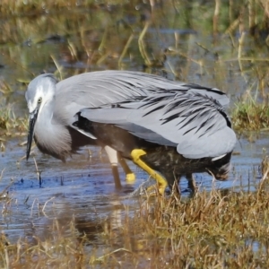 Egretta novaehollandiae at Fyshwick, ACT - 24 Apr 2023