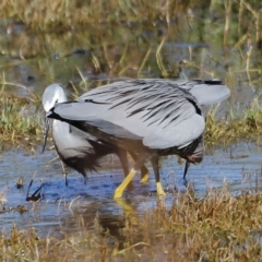 Egretta novaehollandiae at Fyshwick, ACT - 24 Apr 2023 12:12 PM