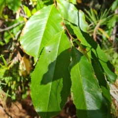 Prunus serotina (Black Cherry) at Isaacs, ACT - 24 Apr 2023 by Mike