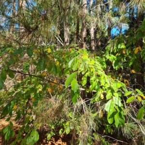 Prunus serotina at Isaacs, ACT - 24 Apr 2023