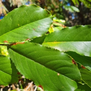 Prunus serotina at Isaacs, ACT - 24 Apr 2023