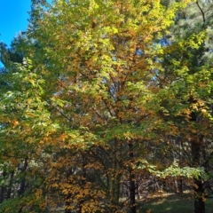 Prunus serotina (Black Cherry) at Isaacs Ridge and Nearby - 24 Apr 2023 by Mike