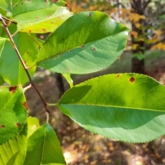 Prunus serotina at Isaacs, ACT - 24 Apr 2023 12:05 PM