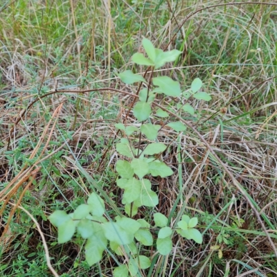 Pittosporum tenuifolium (Kohuhu) at Isaacs Ridge and Nearby - 24 Apr 2023 by Mike