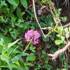 Centranthus ruber (Red Valerian, Kiss-me-quick, Jupiter's Beard) at Isaacs Ridge and Nearby - 24 Apr 2023 by Mike