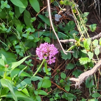 Centranthus ruber (Red Valerian, Kiss-me-quick, Jupiter's Beard) at Isaacs Ridge and Nearby - 24 Apr 2023 by Mike