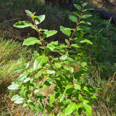 Viburnum tinus (Laurustinus) at Isaacs Ridge and Nearby - 24 Apr 2023 by Mike