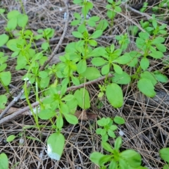 Galium aparine (Goosegrass, Cleavers) at Isaacs, ACT - 24 Apr 2023 by Mike