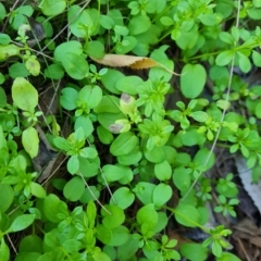 Galium aparine at Isaacs, ACT - 24 Apr 2023 11:52 AM