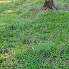 Galium aparine at Isaacs, ACT - 24 Apr 2023