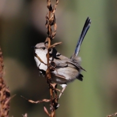 Malurus cyaneus (Superb Fairywren) at Jerrabomberra Wetlands - 24 Apr 2023 by JimL