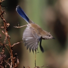 Malurus cyaneus at Fyshwick, ACT - 24 Apr 2023