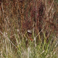 Malurus cyaneus at Fyshwick, ACT - 24 Apr 2023