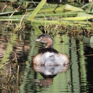 Tachybaptus novaehollandiae at Fyshwick, ACT - 24 Apr 2023